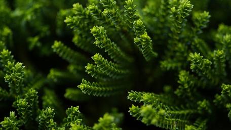 Verdant Serenity in Close-Up wallpaper