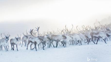 Reindeer wallpaper