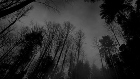 Dark forest wallpaper