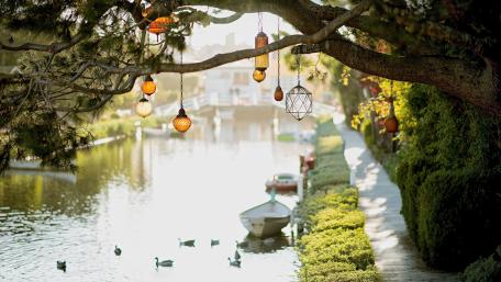 Hanging on tree near river wallpaper