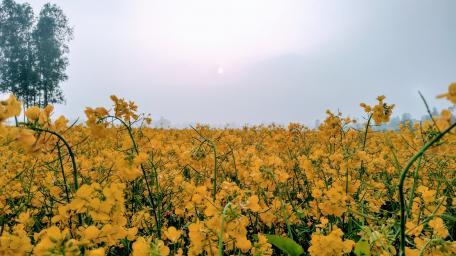 Mustard flowers wallpaper