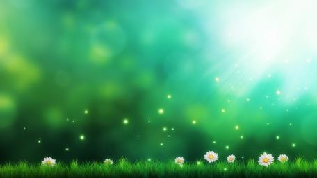 Beautiful White Flowers wallpaper