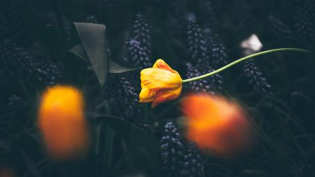 Yellow tulips wallpaper