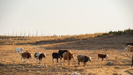 Cattle Grazing in the Golden Light wallpaper