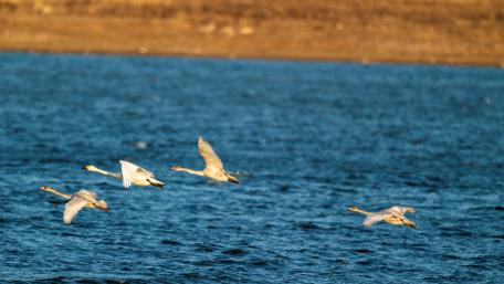 Graceful Swans in Flight Over Water wallpaper
