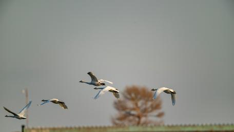 Graceful Swans in Flight Over Serene Waters wallpaper