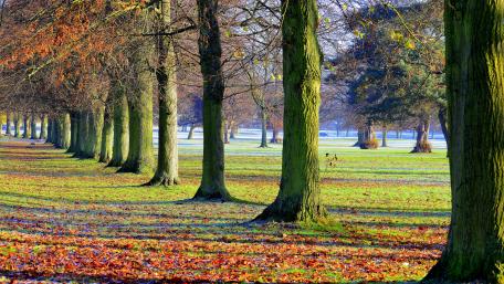 Autumn park tree lane wallpaper