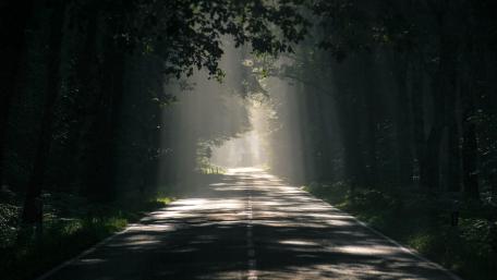 Morning Sunlight Piercing Through a Forest Road wallpaper