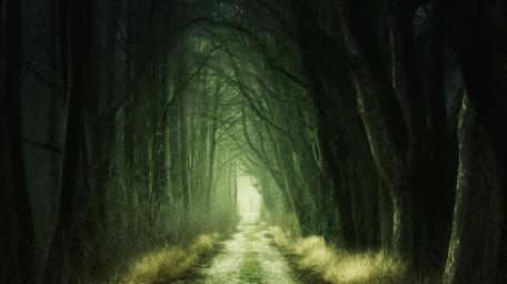 Mystical Forest Pathway Shrouded in Darkness wallpaper