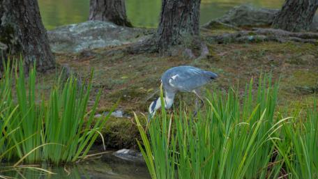 Serene Heron by the Water's Edge wallpaper