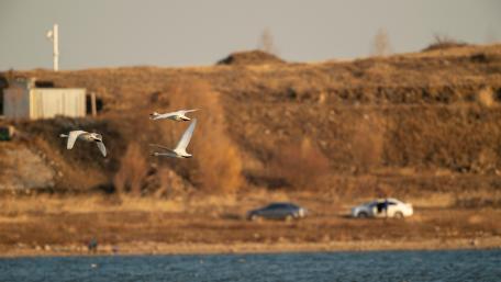 Graceful Birds in Flight Overwater Scene wallpaper