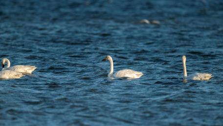 Elegant Swans Gracefully Gliding Through Water wallpaper