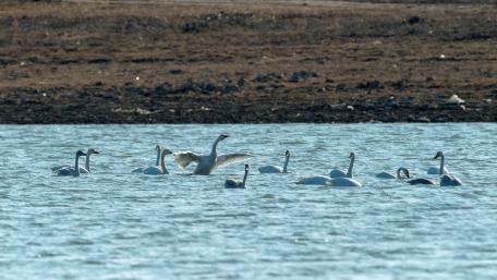 Graceful Swans in Tranquil Waters wallpaper