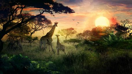 Giraffes at Sunset in the Wild wallpaper
