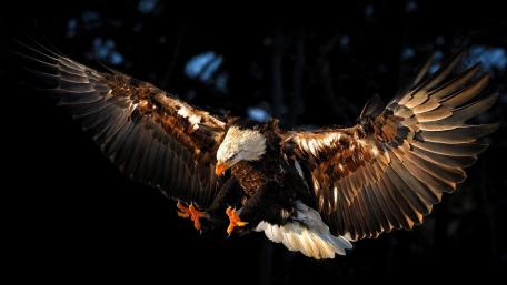 Bald eagle wallpaper