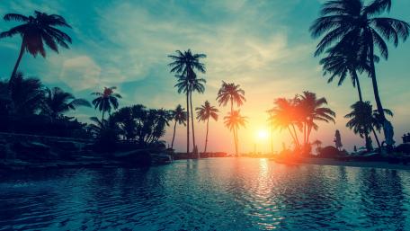Tropical Sunset Amidst the Palms wallpaper