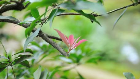 Serene Pink Blossom in Greenery wallpaper