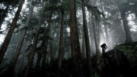 TREE RIDER wallpaper