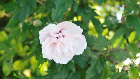 Delicate Pink Blossom Captured in Nature's Embrace wallpaper