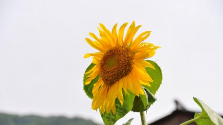 Vibrant Sunflower Against a Soft Sky wallpaper