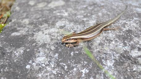 Lively Striped Lizard on Rocky Surface wallpaper