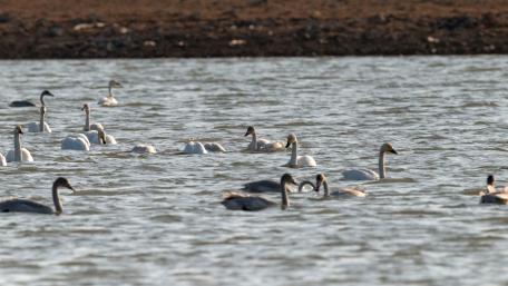 Serenity of Swans on Tranquil Waters wallpaper