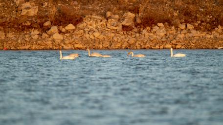 Graceful Swans Gliding on Water Surface wallpaper