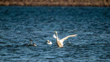 Graceful Swans Dancing on Water Surface wallpaper