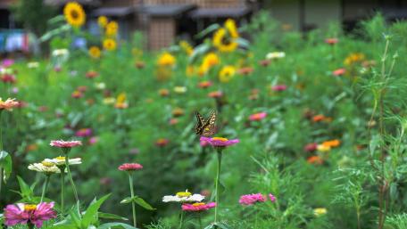 Colorful Butterfly Amidst Vibrant Flowers in Nature Scene wallpaper