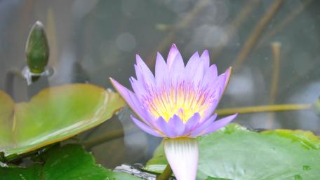 Tranquil Water Lily Bloom in Focus wallpaper