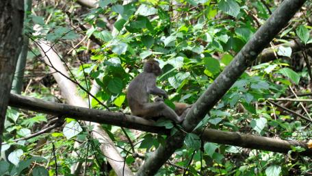 Playful Monkey in Lush Greenery wallpaper