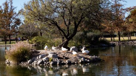 The island of ducks wallpaper