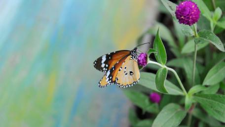 Colorful Butterfly on Vibrant Blooming Flower wallpaper
