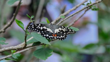 Elegant Butterfly Perched on Green Leaves wallpaper