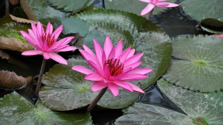 Vibrant Pink Water Lilies in Bloom wallpaper