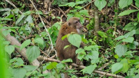 Curious Monkey in Lush Greenery wallpaper