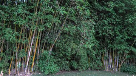 Lush Bamboo Forest Serenity wallpaper