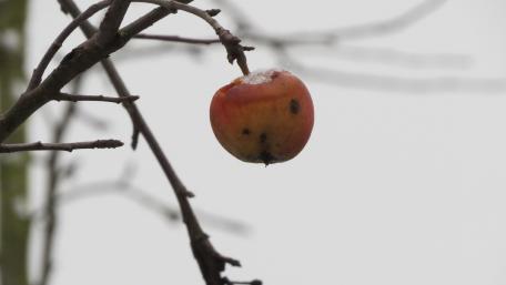 apple in winter wallpaper
