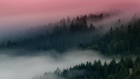 Foggy forest wallpaper
