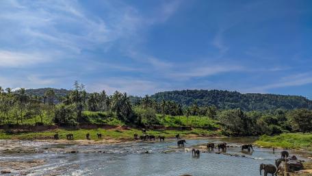 Elephant orphanage - Sri Lanka wallpaper