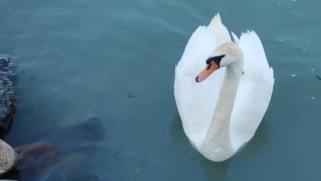 Swan wallpaper
