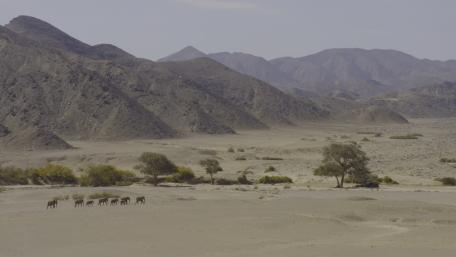 Elephant on Dessert wallpaper