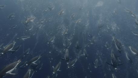 Penguin Birds in Ocean wallpaper