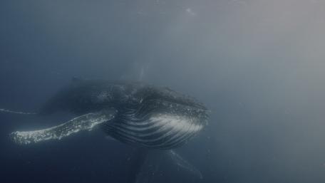 Whale wallpaper