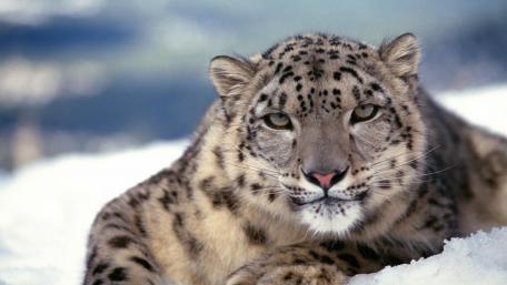 Snow Leopard in Majestic Winter Habitat wallpaper