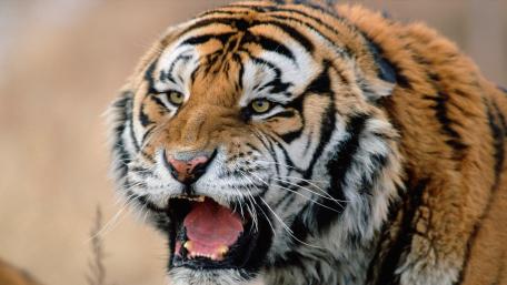 Majestic Tiger Roaring in the Wild wallpaper
