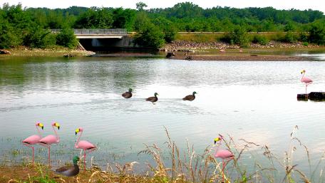 Lake wildlife wallpaper