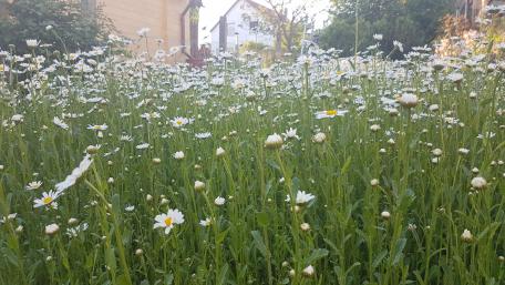 Blossoming Meadow of Daisies in 4K Resolution wallpaper