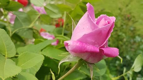 Delicate Pink Rose in Bloom wallpaper
