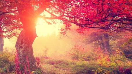 Autumn colors wallpaper